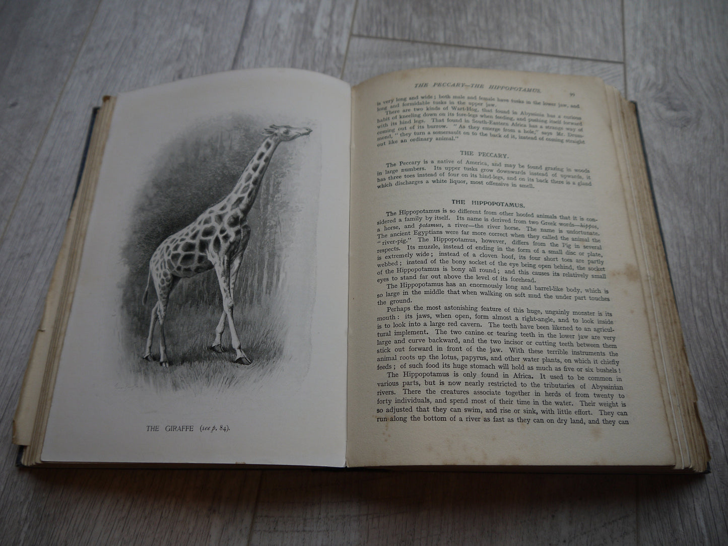 Very Rare Antique Nature Book -  1909 Edition Animal Book - Nature Book - Vintage Nature Book - Coffee table book - Antique Nature Book