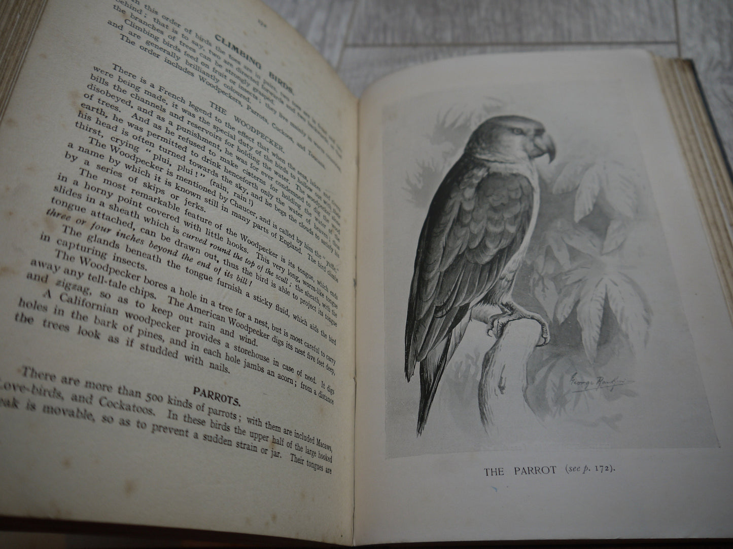 Very Rare Antique Nature Book -  1909 Edition Animal Book - Nature Book - Vintage Nature Book - Coffee table book - Antique Nature Book