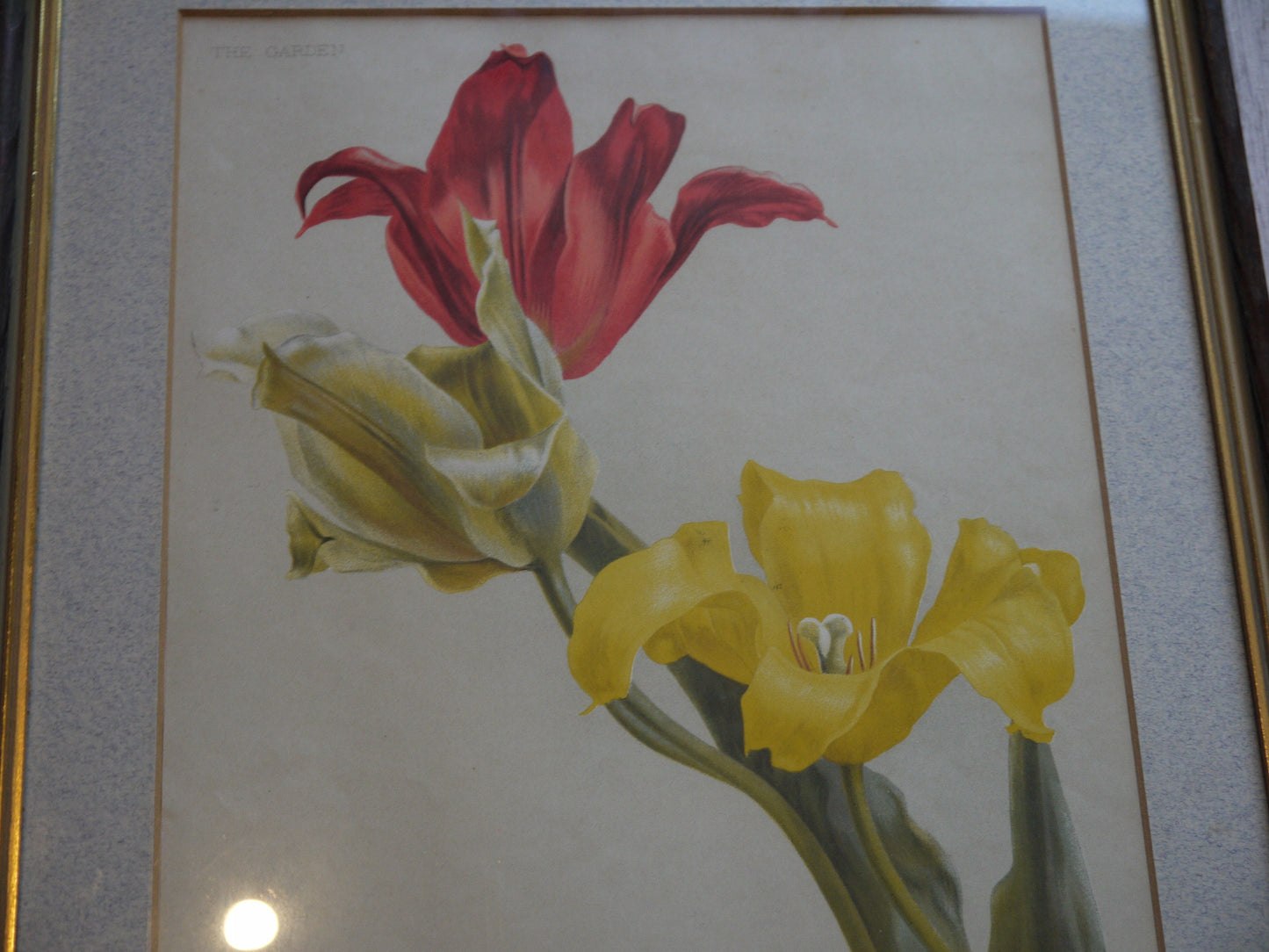 Stunning Set of Antique Victorian Botancial Prints - Original Victorian Prints  Botantical Prints - Flower Pictures -Flower Prints Victorian