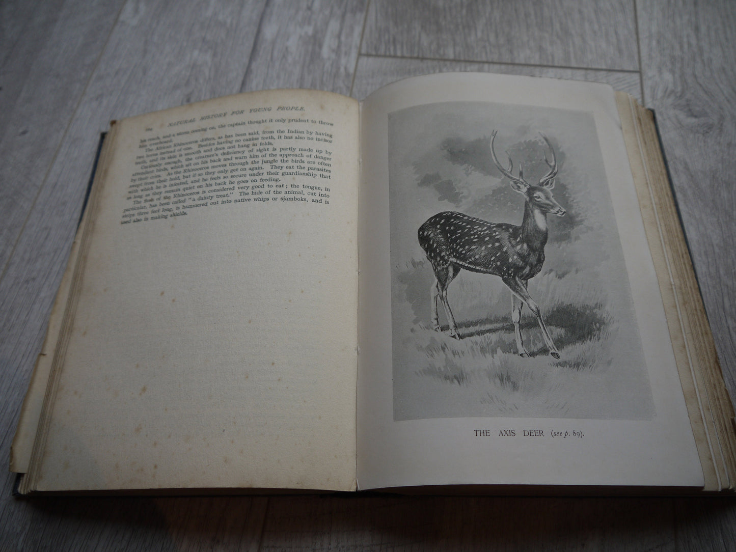 Very Rare Antique Nature Book -  1909 Edition Animal Book - Nature Book - Vintage Nature Book - Coffee table book - Antique Nature Book