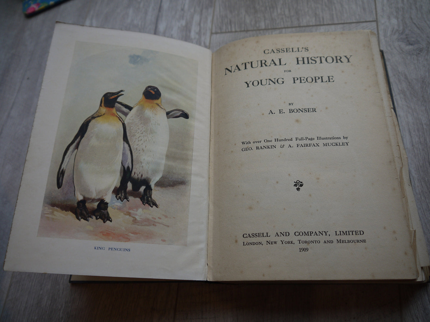 Very Rare Antique Nature Book -  1909 Edition Animal Book - Nature Book - Vintage Nature Book - Coffee table book - Antique Nature Book