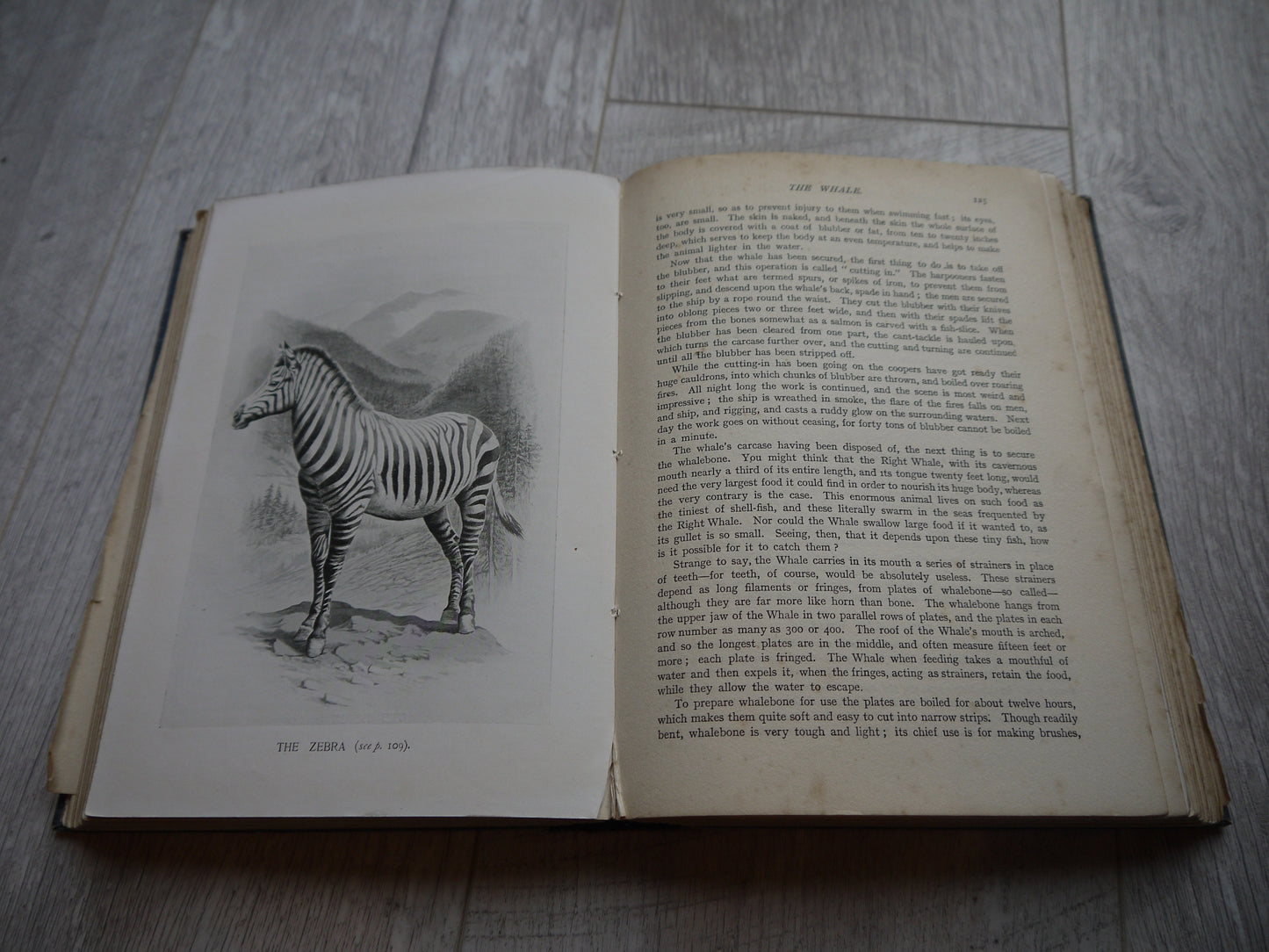 Very Rare Antique Nature Book -  1909 Edition Animal Book - Nature Book - Vintage Nature Book - Coffee table book - Antique Nature Book