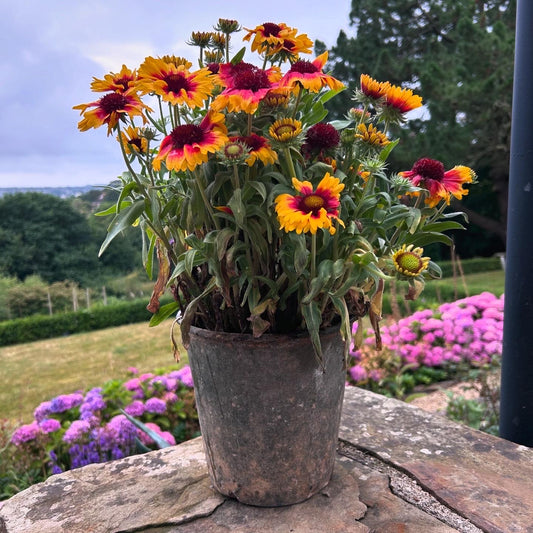 Rustic Zinc Flower Bucket - Vintage Metal Garden Planter - Vintage Galvanised Zinc Planter - Vintage Planter - Metal Planter - Metal Pot